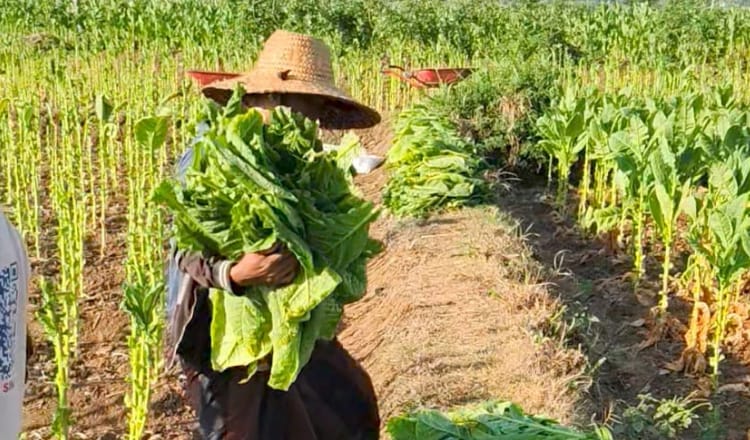 Harga Tembakau Sampang 2026 Naik, Tembakau Gunung Capai Rp70 Ribu per Kg